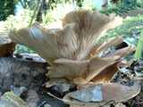 oyster mushroom